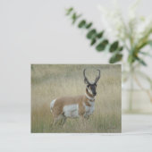 A8 Pronghorn Antelope Big Buck Postkarte (Stehend Vorderseite)