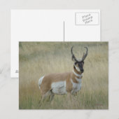 A8 Pronghorn Antelope Big Buck Postkarte (Vorne/Hinten)