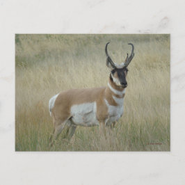 A8 Pronghorn Antelope Big Buck Postkarte