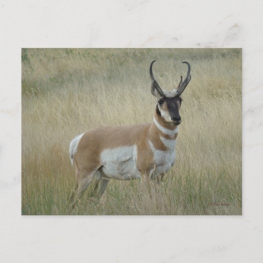 A8 Pronghorn Antelope Big Buck Postkarte (Vorderseite)