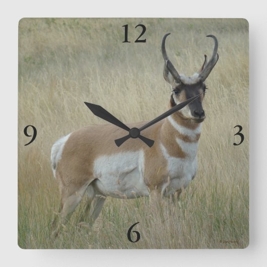 A8 Pronghorn Antelope Big Buck Quadratische Wanduhr (Vorderseite)