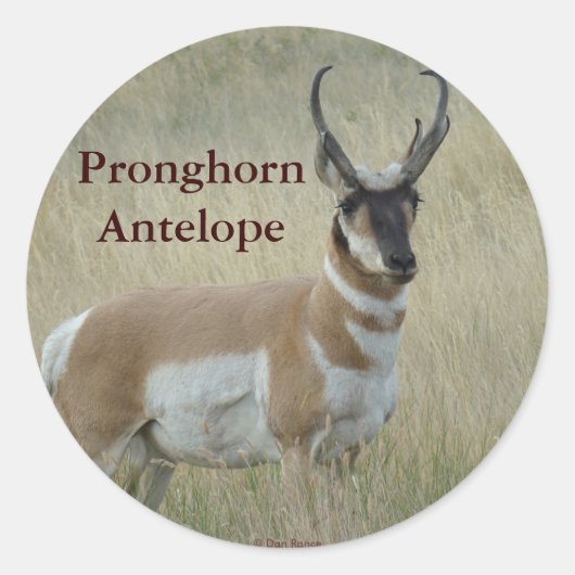 A8 Pronghorn Antelope Big Buck Runder Aufkleber (Vorderseite)