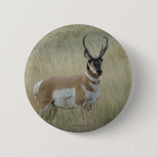 A8 Pronghorn Antelope Button (Vorderseite)