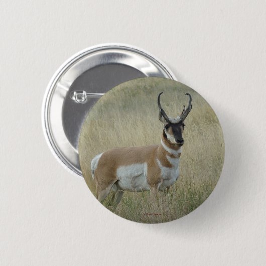 A8 Pronghorn Antelope Button (Vorne & Hinten)