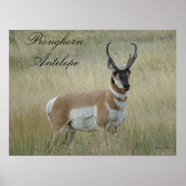 A8 Pronghorn Antelope Poster