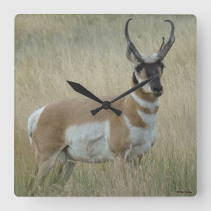 A8 Pronghorn Antelope Quadratische Wanduhr