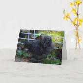 A Baby Silkie Karte (Gelbe Blume)