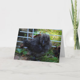 A Baby Silkie Karte