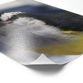 A Bananaquit ~ Yes I am, looking at you. Fotodruck (Ecke)