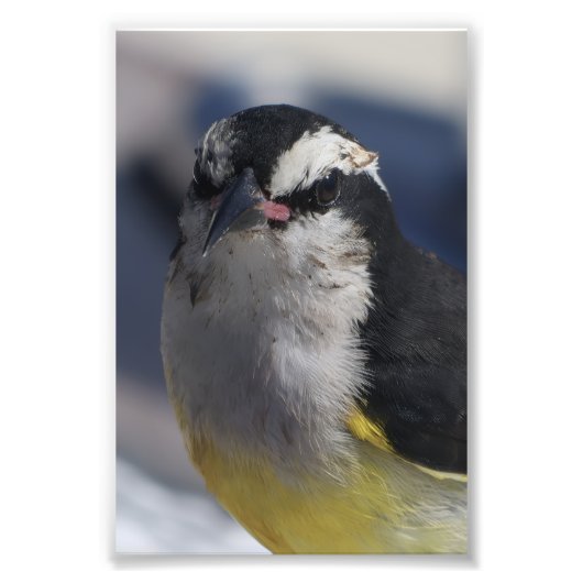 A Bananaquit ~ Yes I am, looking at you. Fotodruck (Vorne)