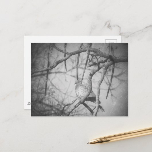 A beautiful Dove Black and White Postkarte (Vorderseite/Rückseite Beispiel)