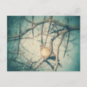 A beautiful Dove Postkarte (Vorderseite)