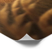 A Beautiful Forest Wolf Poster (Ecke)