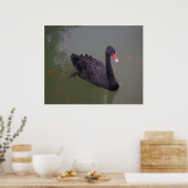 A black swan on the water poster (Küche)