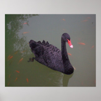 A black swan on the water poster