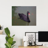 A black swan on the water poster (Heimbüro)