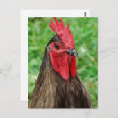 A Blue Rooster Postkarte (Vorne/Hinten)