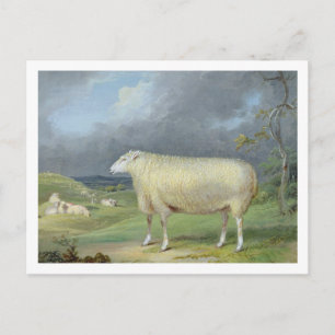 A Border Leicester Ewe (Öl auf Leinwand) Postkarte