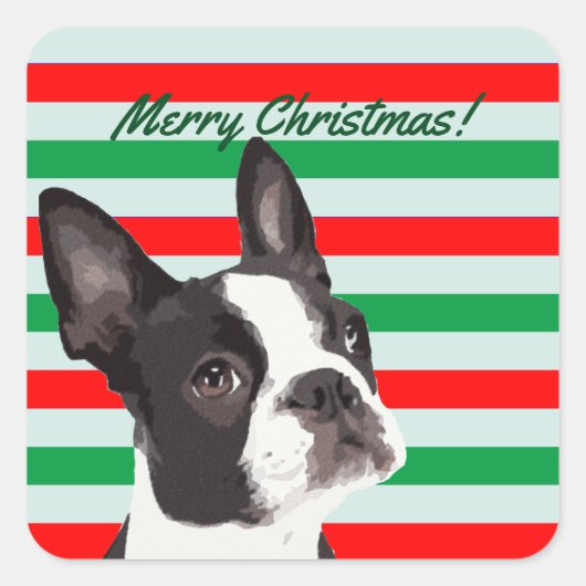A Boston Terrier Frohe Weihnachten Quadratischer Aufkleber (Vorderseite)
