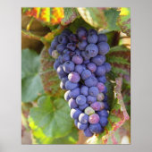 A bunch of Pinot Noir grapes in a Chambertin Poster (Vorne)