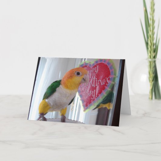 A Caique Valentine Feiertagskarte (Vorderseite)