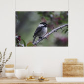 A Chickadee Poster (Küche)
