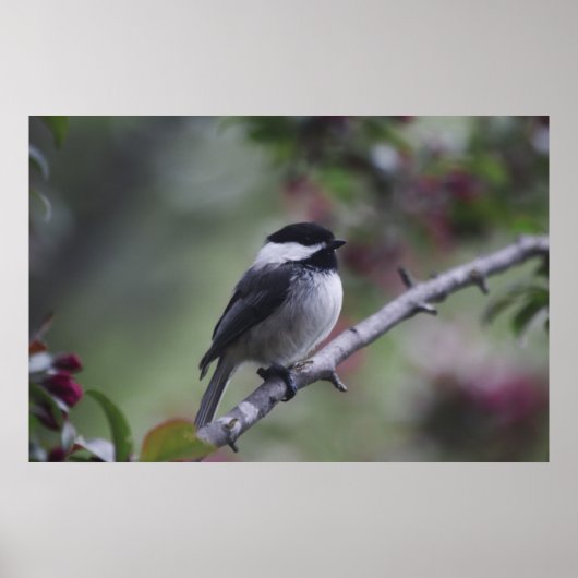 A Chickadee Poster (Vorne)
