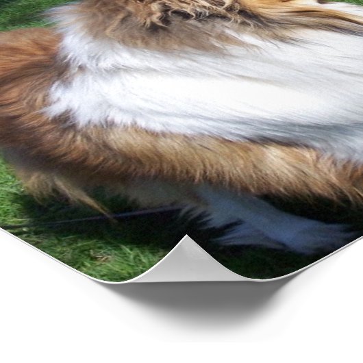 A COLLIE POSTER (Ecke)