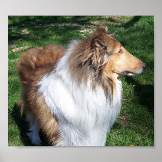 A COLLIE POSTER (Vorne)