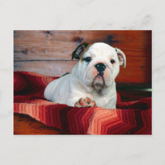 A Comfy Drawer, Bulldog Puppy Postkarte