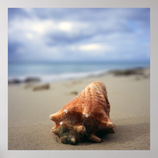 A Conch Shell On The Beach | St. Croix, Usvi Poster (Vorne)