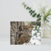 A curious squirrel perched on the knob of a tree. postkarte (Stehend Vorderseite)