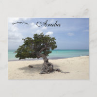 A Divi Tree am Strand von Eagle in Aruba