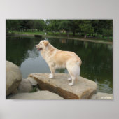 A Dog At A Pond Poster (Vorne)