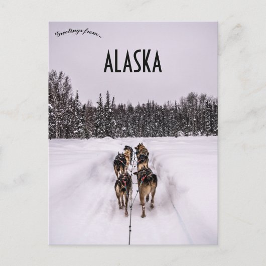 A Dogsled Team in Alaska Postkarte (Vorderseite)