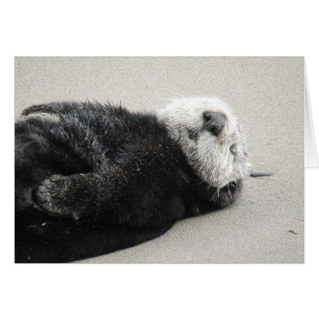 A dreaming sea otter (Vorderseite (Horizontal))