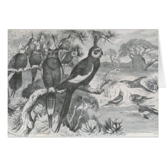 A.E. Brehm - Cockatiels