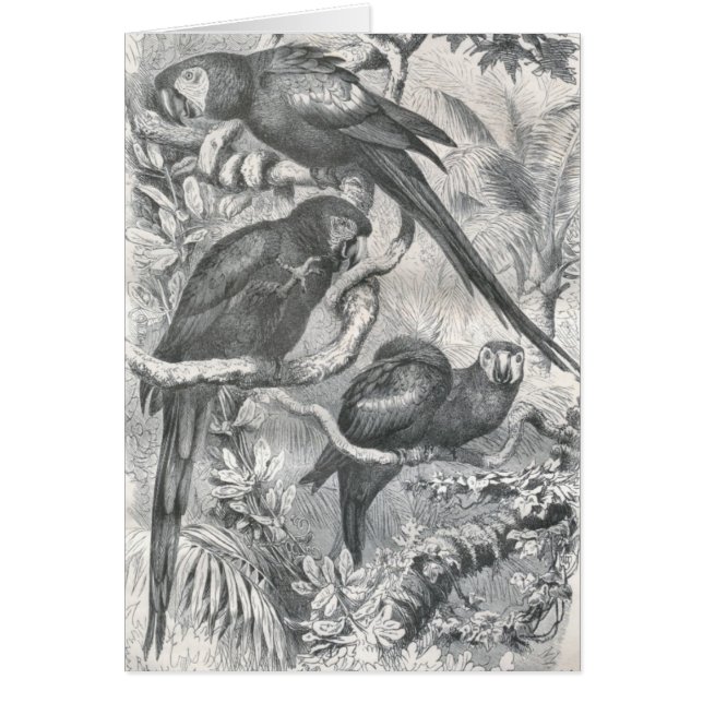 A.E. Brehm - Macaws (Vorne)