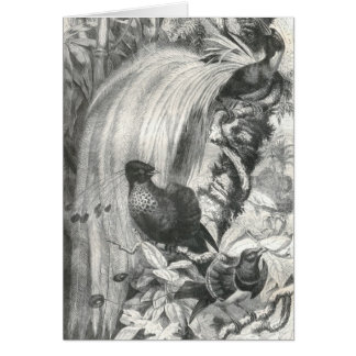 A.E. Brehm - Paradiesvögel