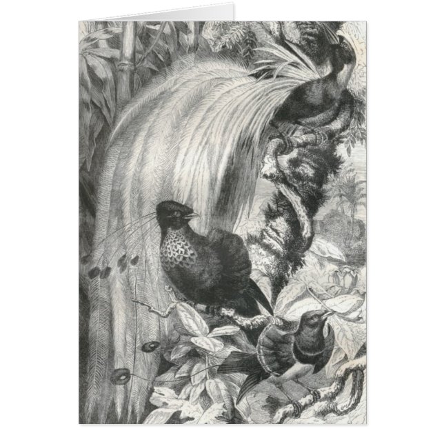 A.E. Brehm - Paradiesvögel (Vorne)