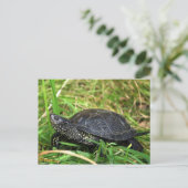 A European Pond Turtle Postkarte (Stehend Vorderseite)