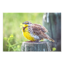 A Fluffy Meadowlark Fotodruck