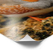 A Friendly Male Zebra Finch Fotodruck (Ecke)