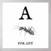 "A" für Ant Poster (Vorne)
