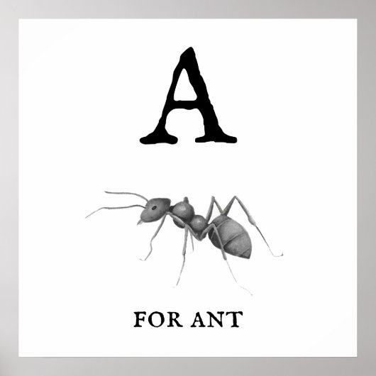 "A" für Ant Poster (Vorne)