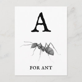 ‚A‘ für Ant Postkarte