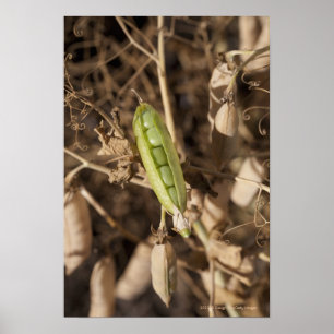 A Green Pea Pod On A Dried Pea Pod Plant Poster