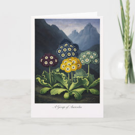 A Group of Auriculas — Modern Botanical Reinterpre Karte