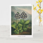 A Group of Auriculas — Modern Botanical Reinterpre Karte (Gelbe Blume)
