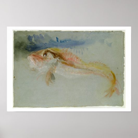 A Gurnard Poster (Vorne)